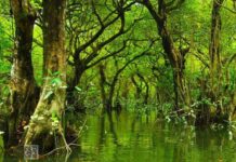 Ratargul Swamp Forest Sylhet