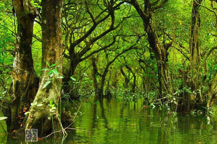 Ratargul Swamp Forest Sylhet