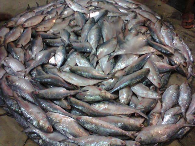 Chadpur Ilish Chadpur Rupali Ilish